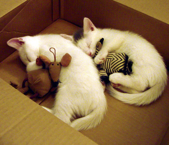 青训“专业+创新”双引擎在行业中持续发酵，行业生态不断优化