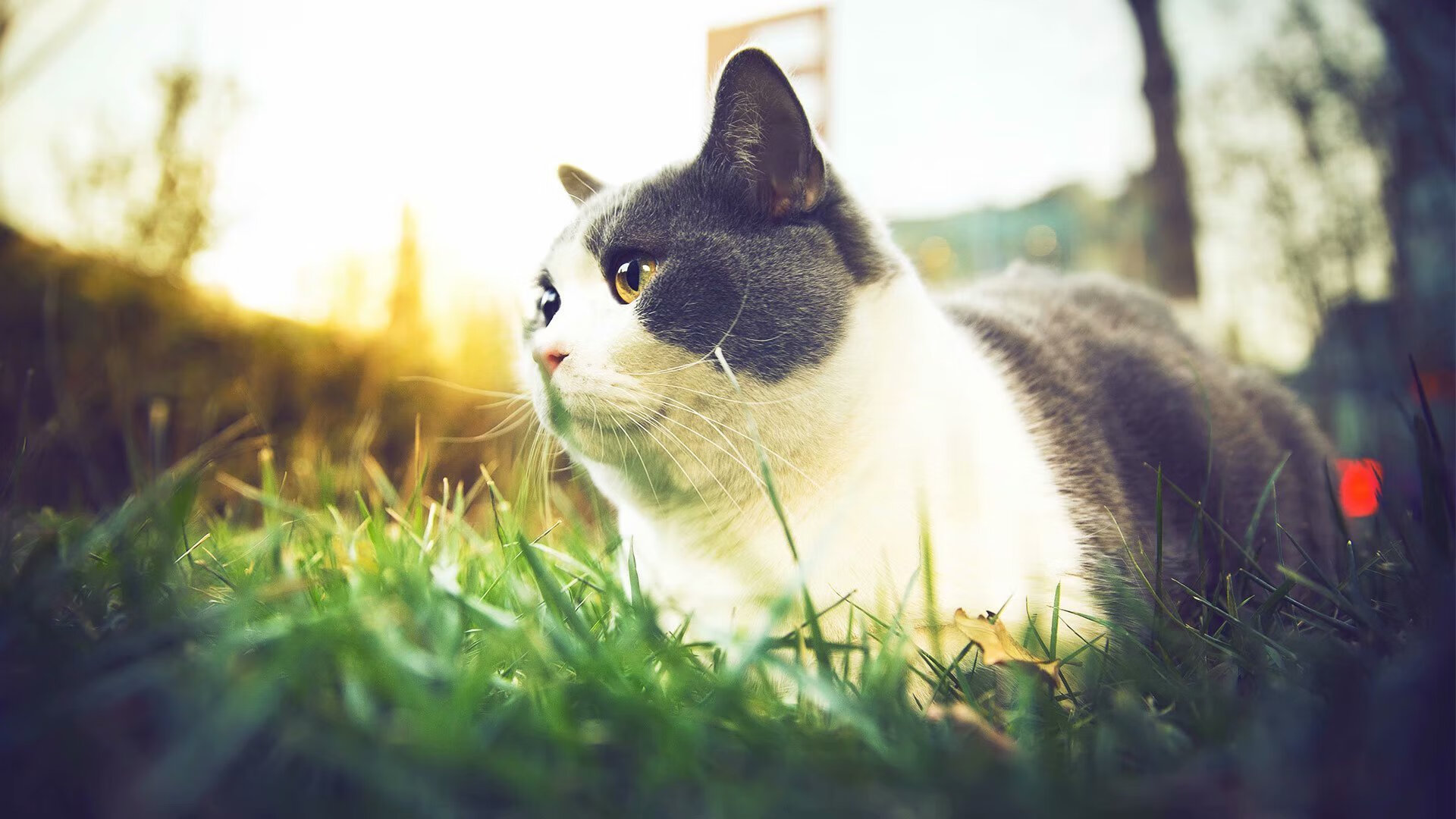 NBA球员疲劳伤病严重加剧球队危机，nba球员伤病名单实时