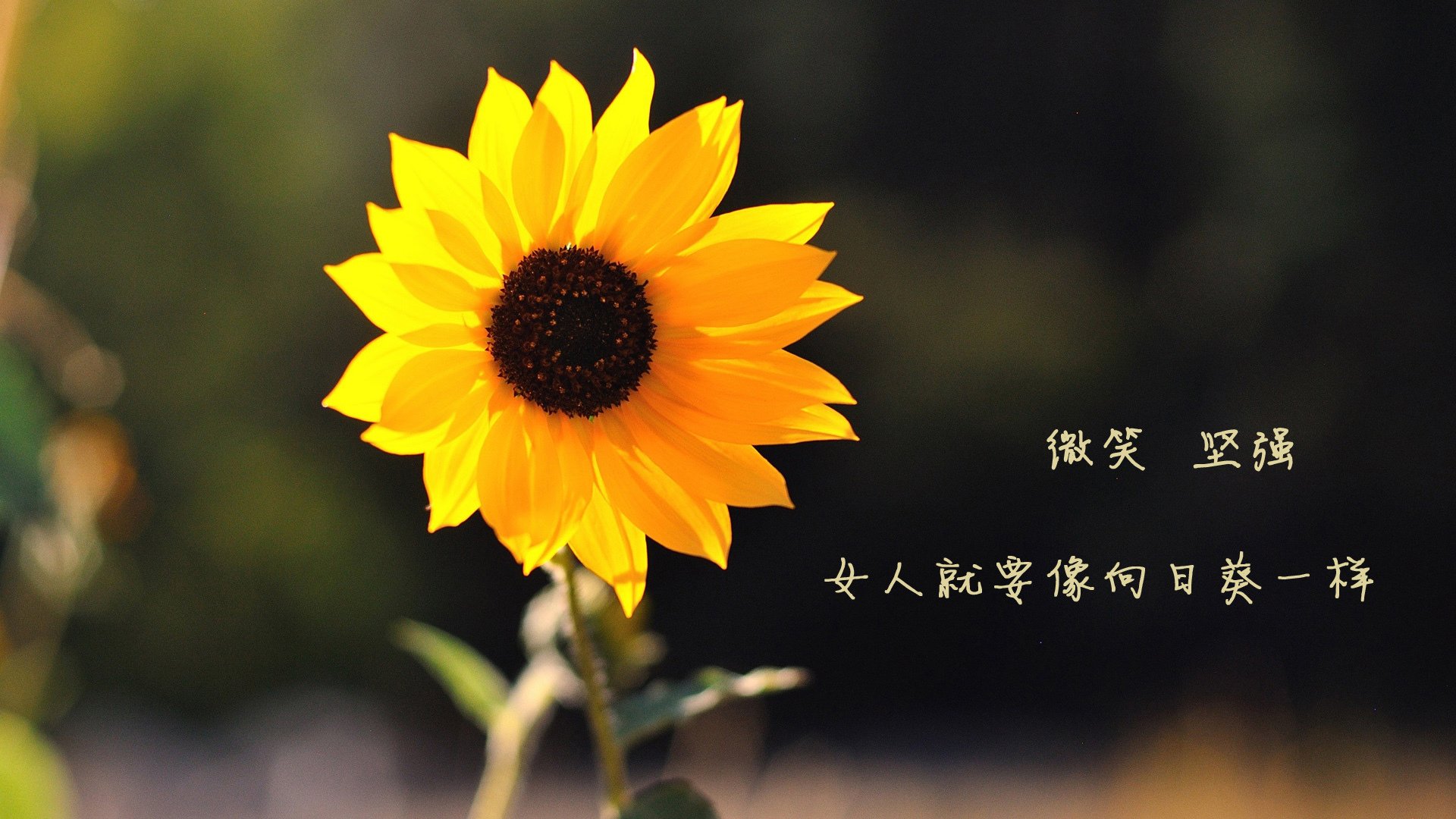 世界击剑大奖赛，中国女花一日双冠，2021击剑世界锦标赛