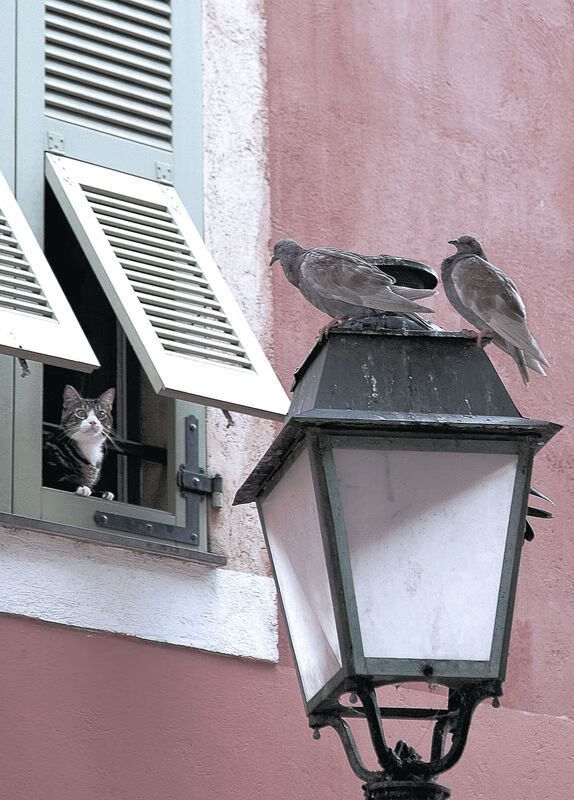 爱游戏体育-图卢兹主帅获提拔，或将出任国家队教练，图卢兹怎么样