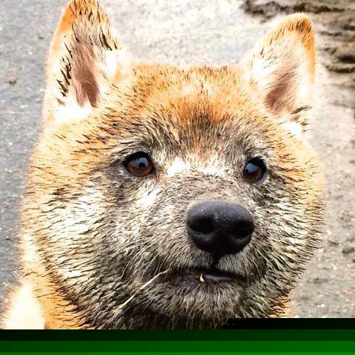 尤文图斯主场迎战AC米兰，尤文图斯对阵ac米兰的比赛直播