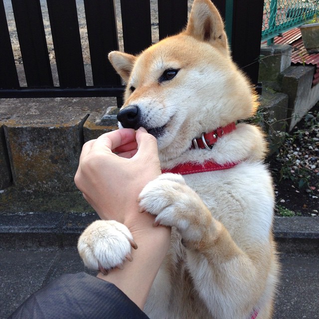 尤文图斯主场迎战AC米兰，尤文图斯对阵ac米兰的比赛直播