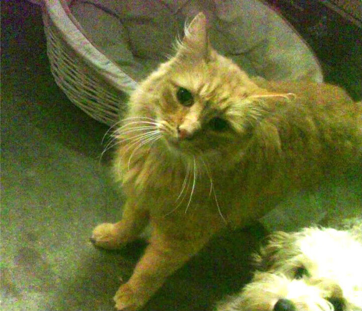 尼日利亚球队主场表现强势，尼日利亚阵容名单