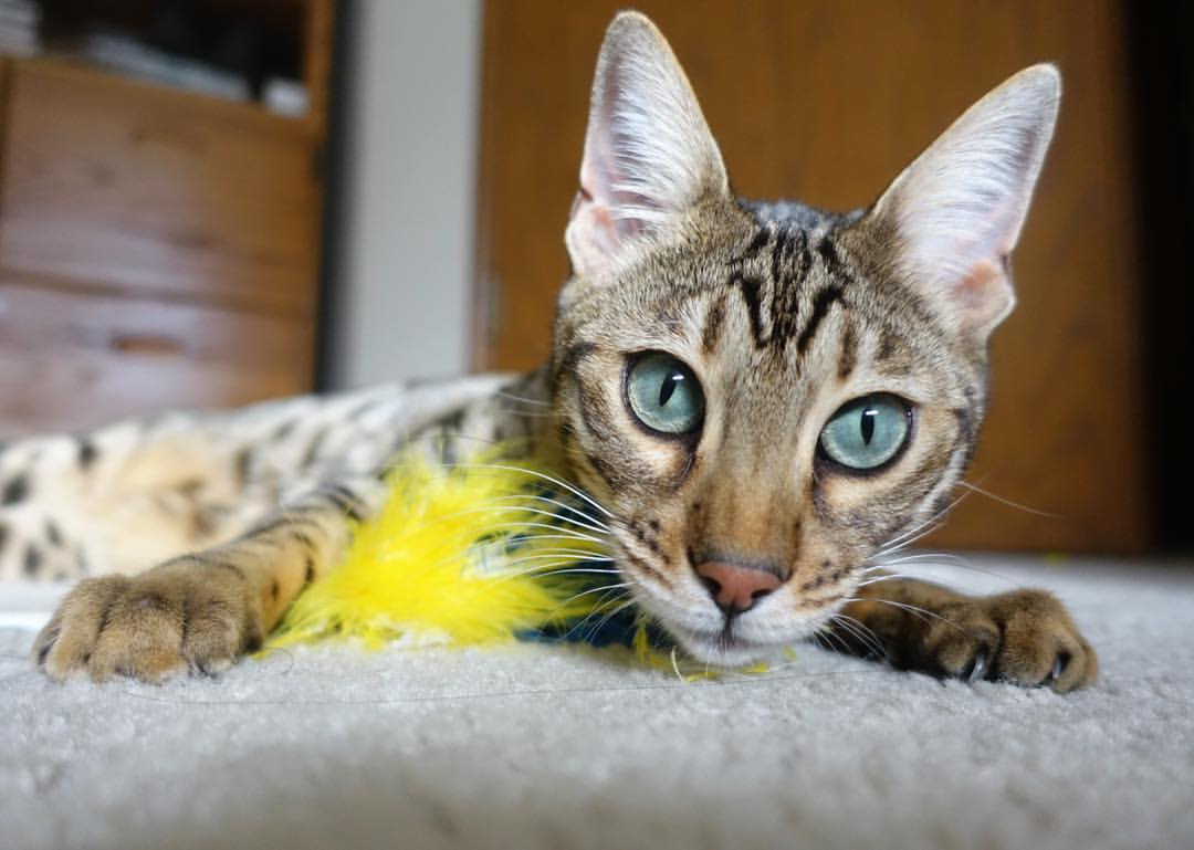 巴黎圣日耳曼半场领先,最终被逆转,巴黎圣日耳曼全场