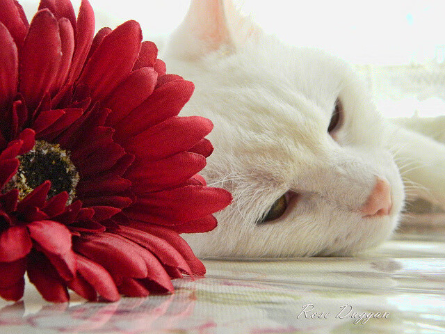 意外田径名将退役引发热议