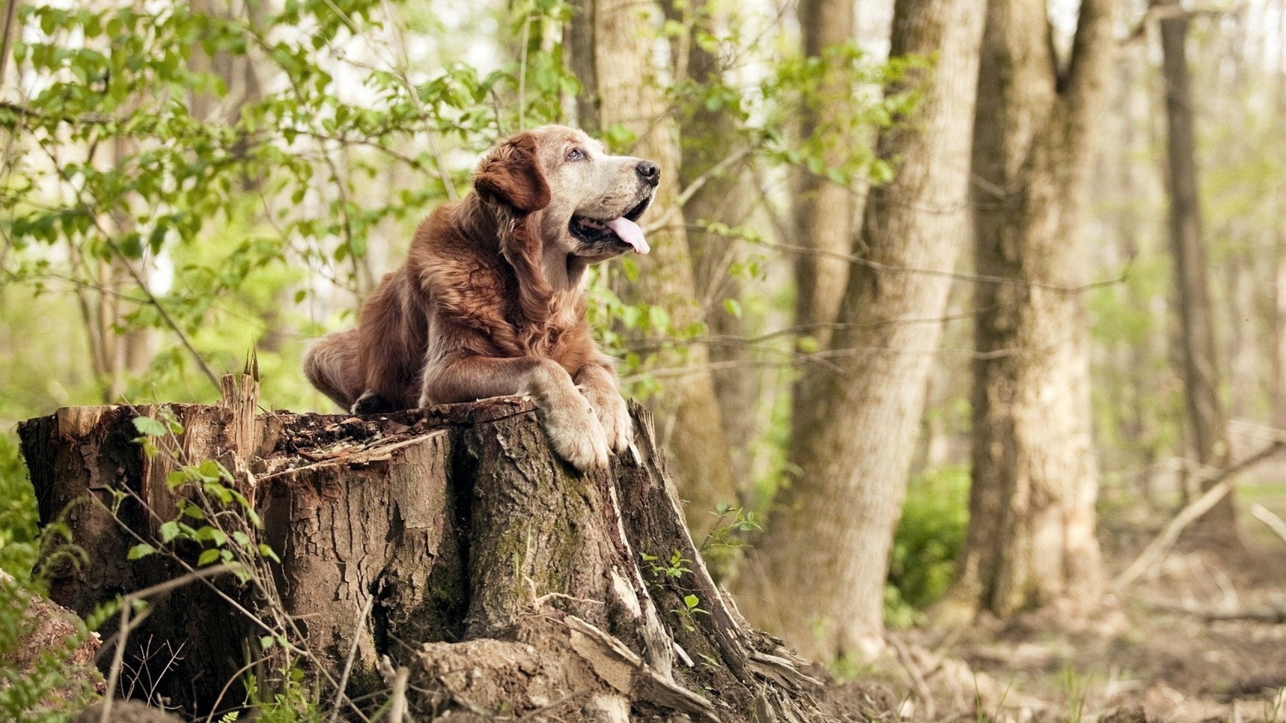 拜仁慕尼黑双雄激战，夺得德甲联赛桂冠，拜仁慕尼黑德甲排名