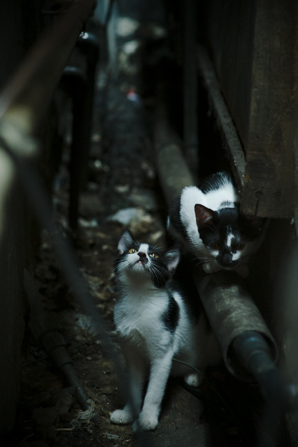 摩纳哥门将壮志凌云，抱定夺冠决心坚如磐石，摩纳哥选手