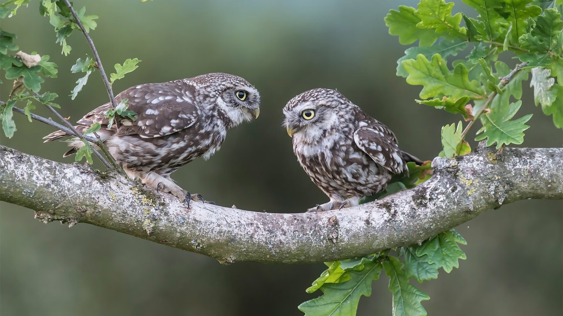 替补席质量是否影响球队冠军争夺力，替补席深度