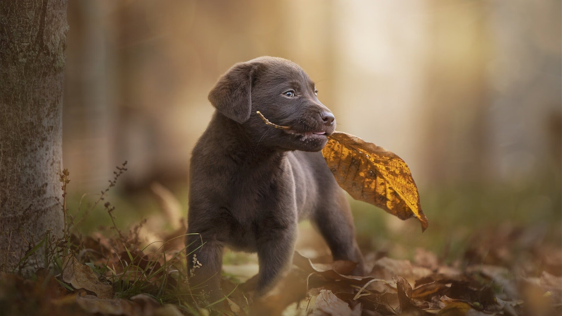中国足球替补席作用统计，足球比赛替补