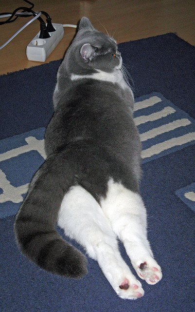 爱游戏平台-校园体育活动组织能力提升路径探讨，学校体育活动的组织形式