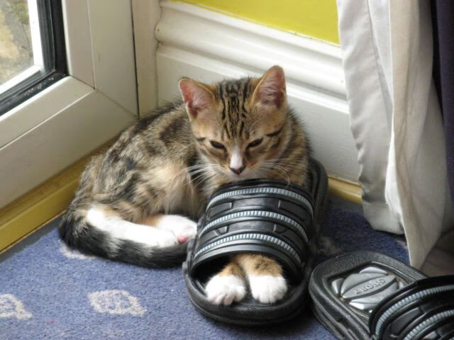 中国女篮全力冲刺赛季冠军 力争最佳成绩,中国女篮夺得冠军