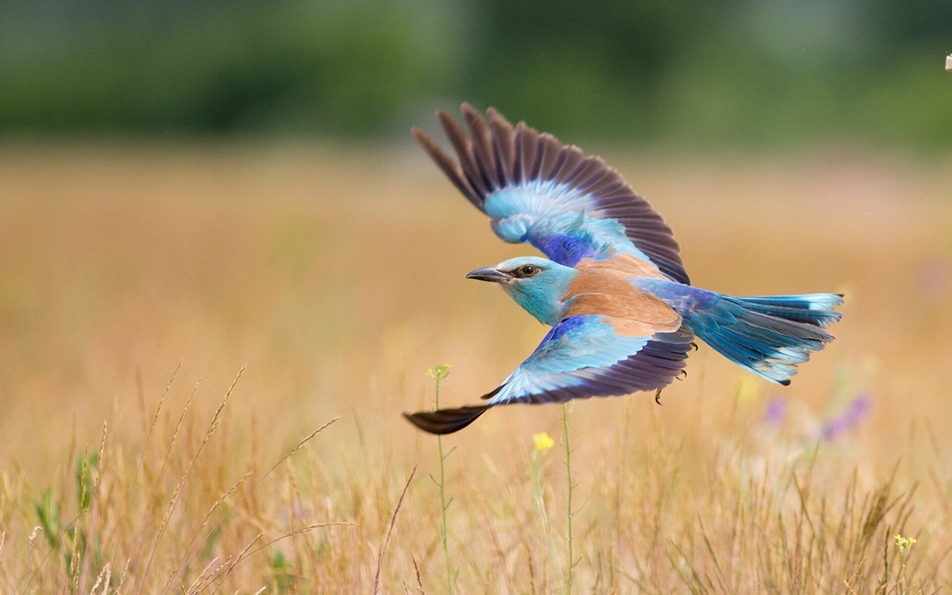 乒乓球世界杯赛制调整，比赛模式更具挑战性，乒乓球世界杯比赛情况